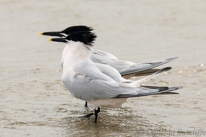 Sandwich Terns