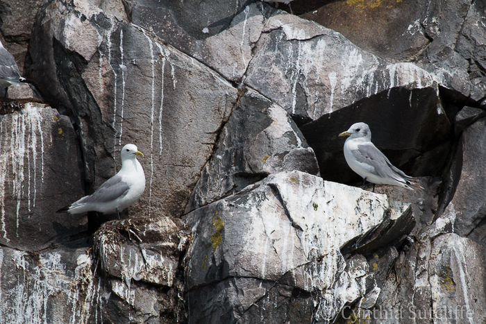 Kittiwakes