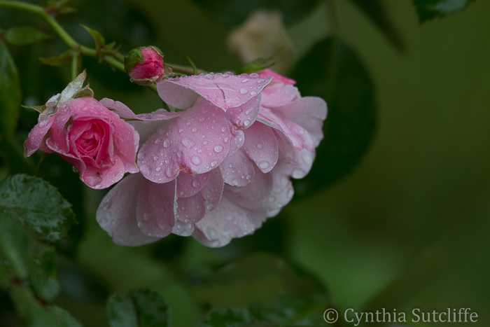 Delicate Rose at Shampers Bluff