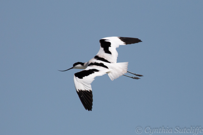 Pied Avocet