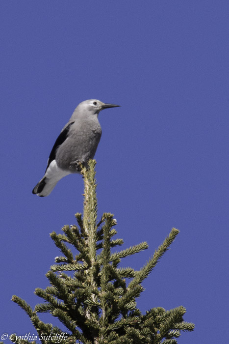 Clarks Nutcracker Sun Peaks BC.jpg