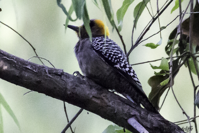 Golden-cheeked Woodpecker f poor quality but best I got.jpg