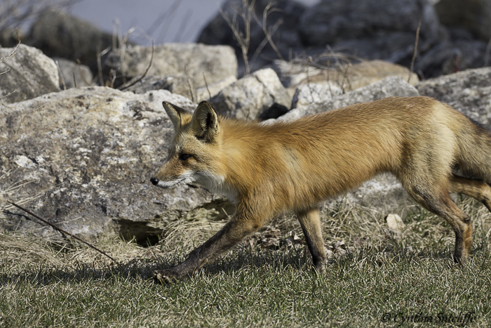 The Quick Red Fox 2 of 3 