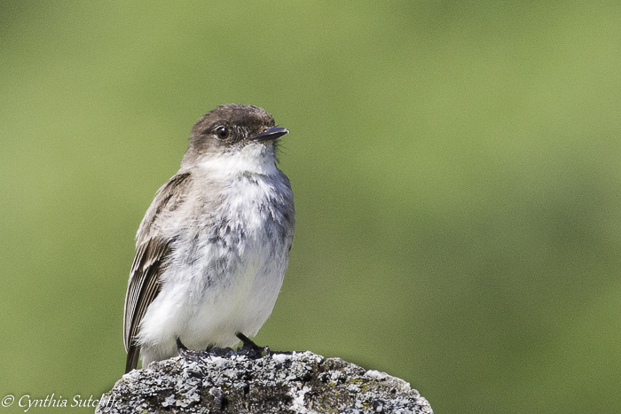 Eastern Phoebe