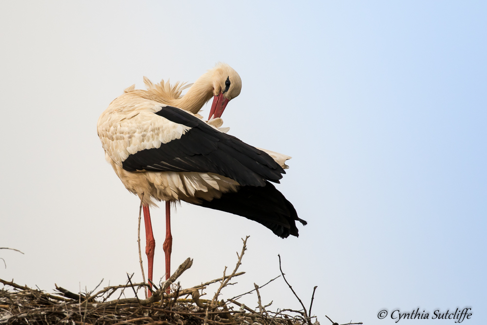 White Stork, near Lagos, Portugal