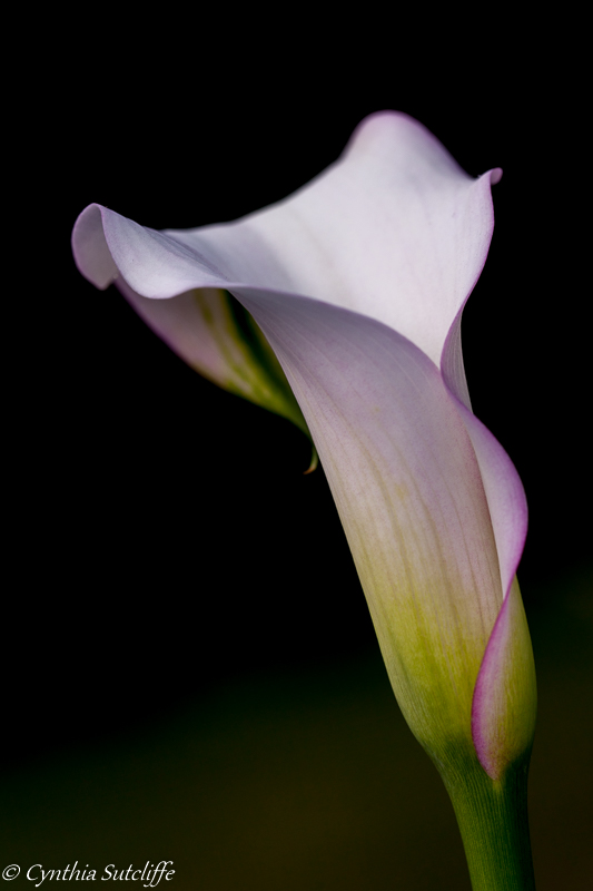 Blush of Calla