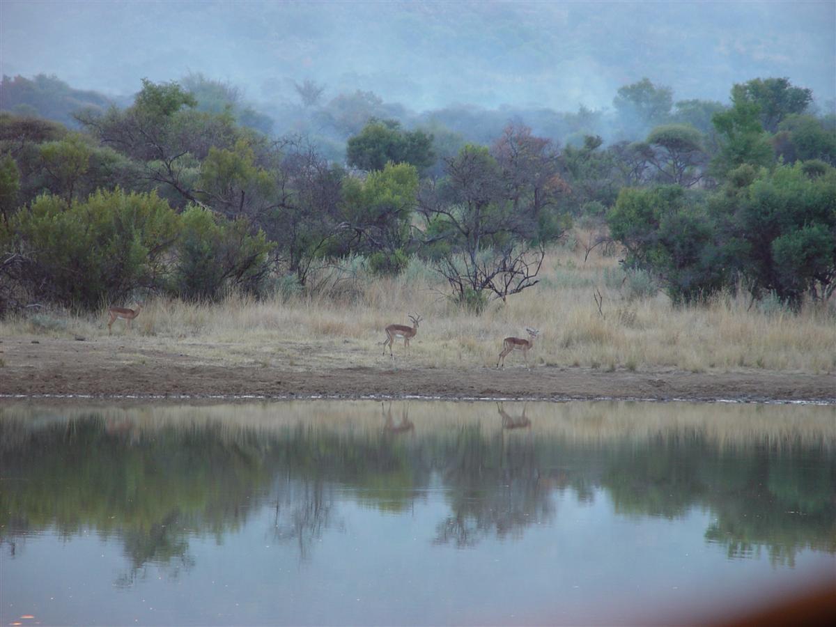 Pilanesberg Antelopes