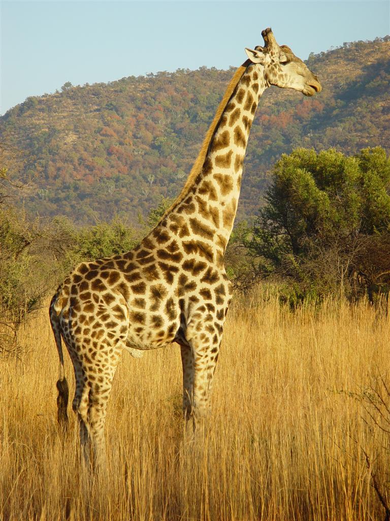 Pilanesberg Giraffe 02