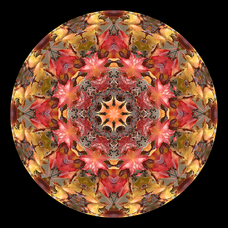 Kaleidoscopic picture created with autumn leaves