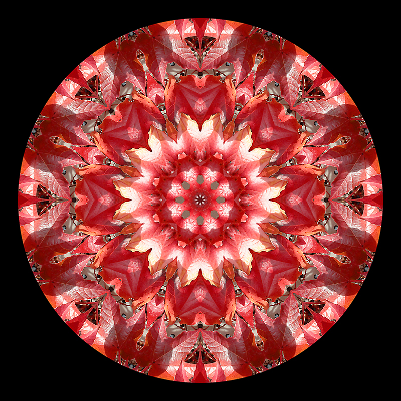 Kaleidoscopic picture created with autumn leaves