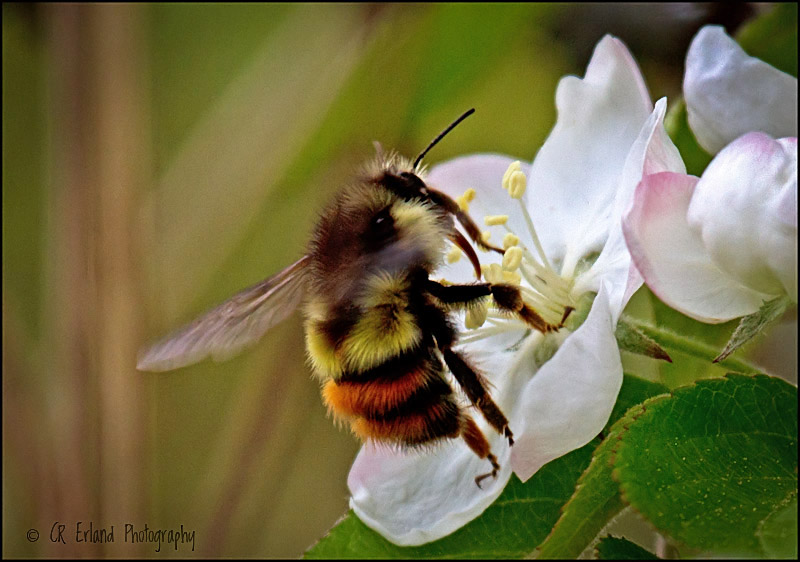 Bee and Blossom