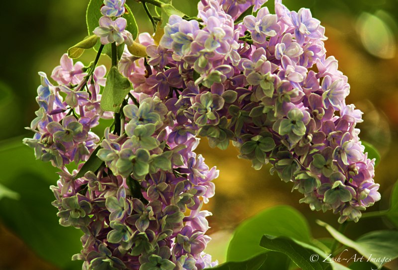 Hanging Lilacs
