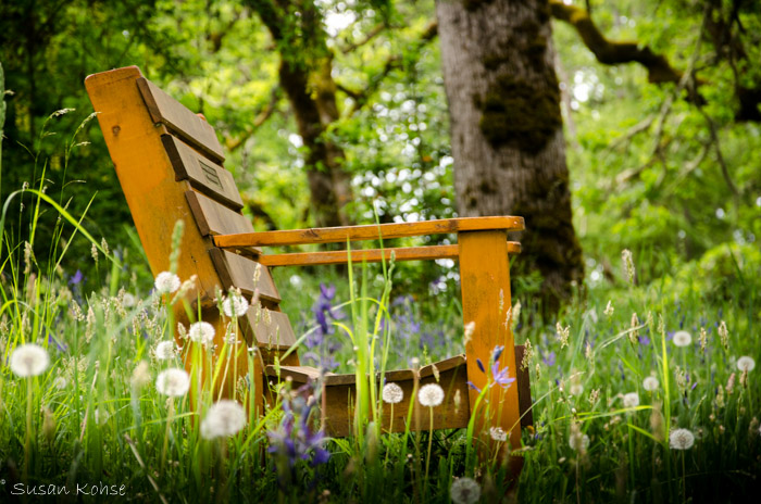 dandelion bench