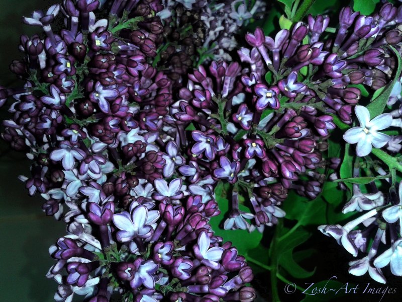 Lilacs in Vase