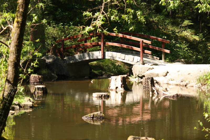 Reflections in Duck Pond