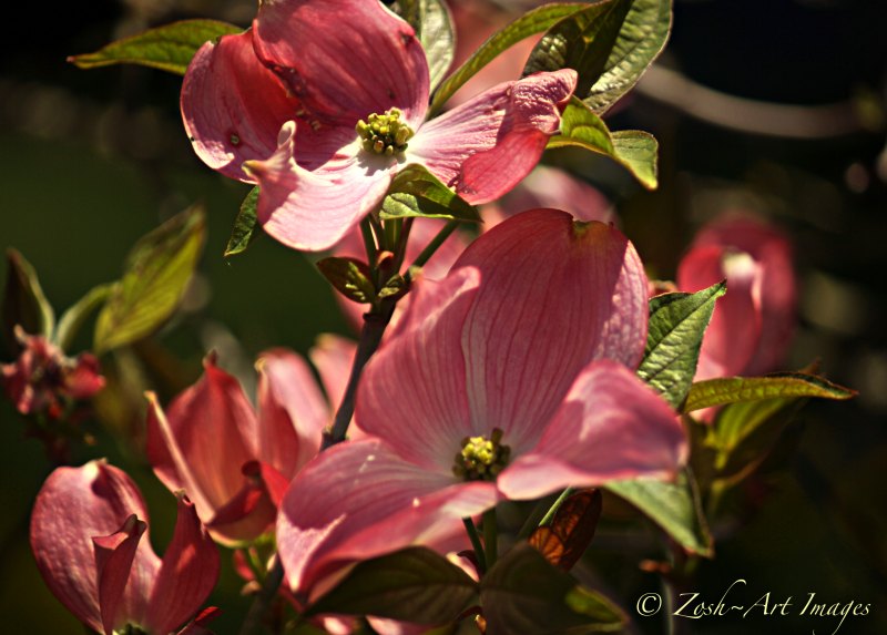 A true blue Pink Dogwood