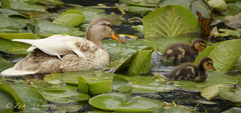 Mother and Ducklings