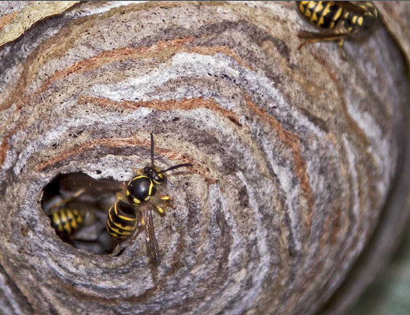 wasp nest 