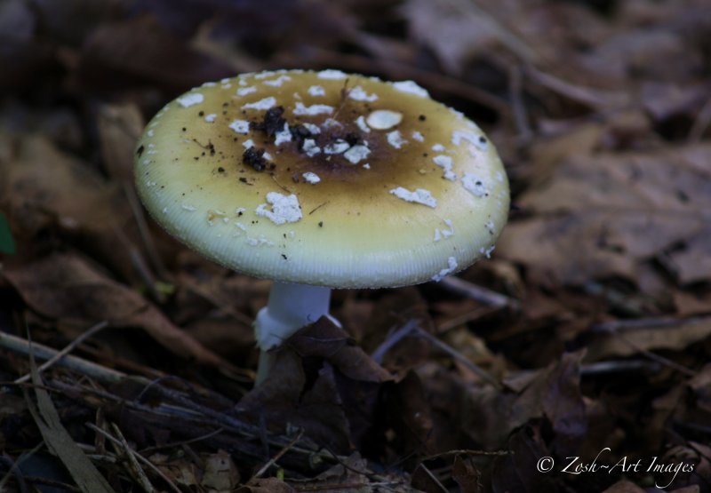 Lowly Mushroom