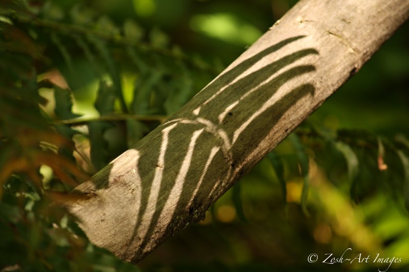 Ferns Shadow