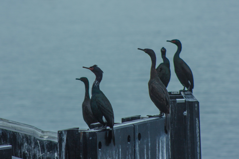 Cormorants at Friday Harbour
