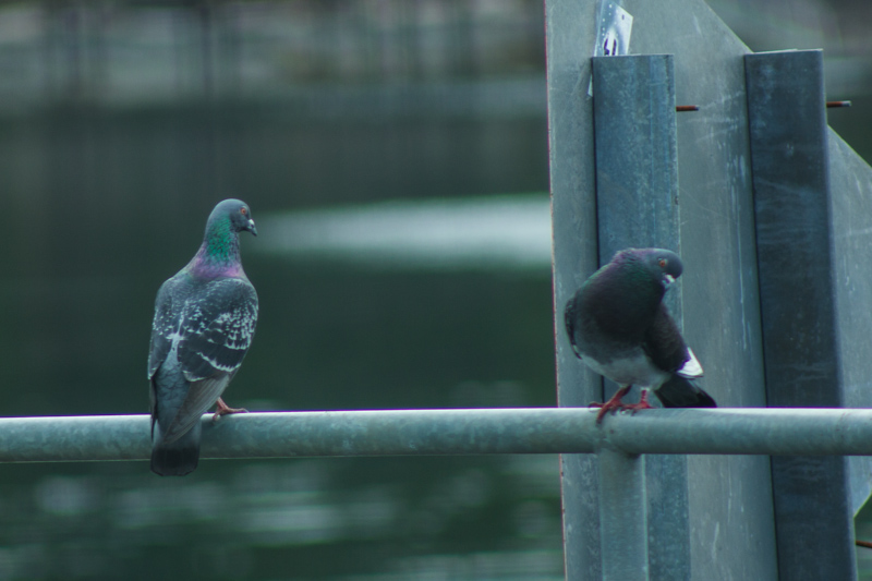 Pigeons at Friday Harbour