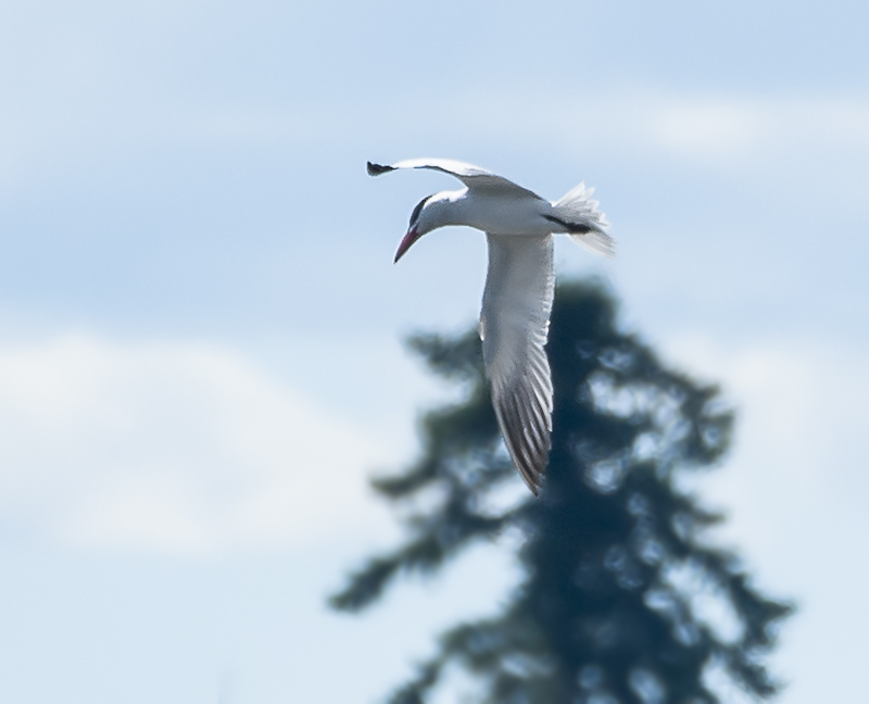 Caspian Tern I