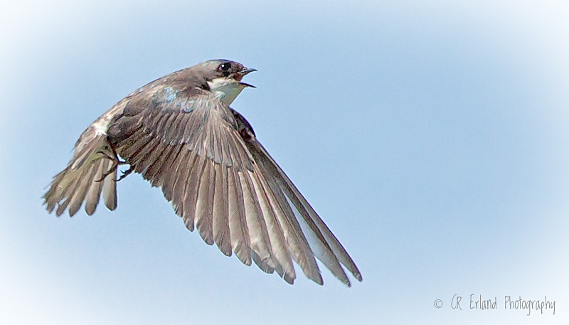 Tree Swallow