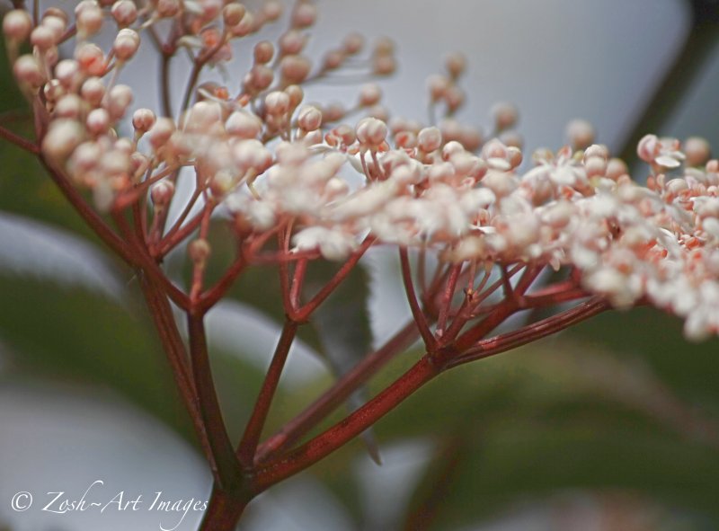 Solo Lace Flower Head 