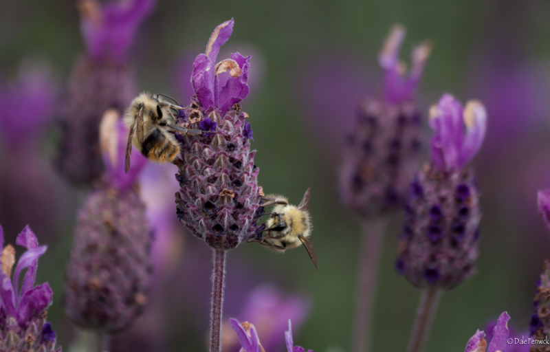 Tag Teaming A Bloom