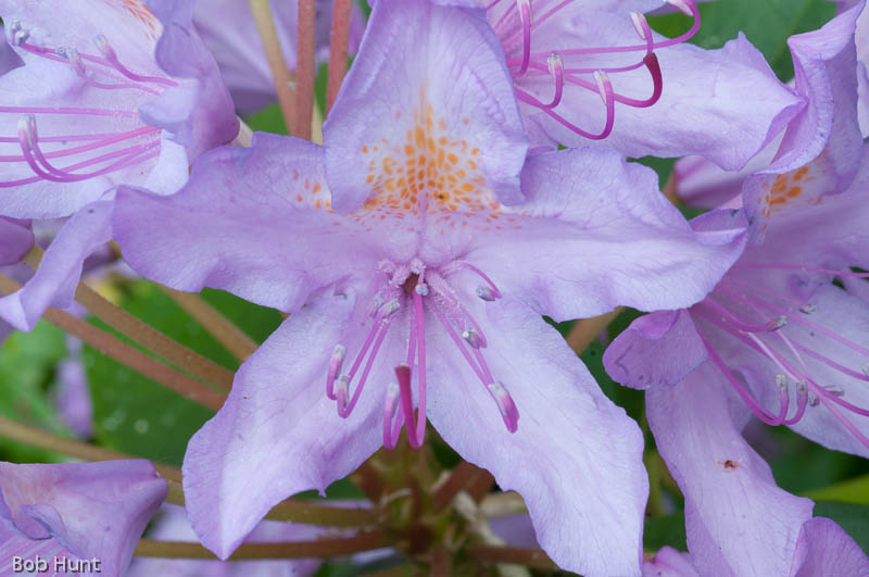 Rhodo Up Close