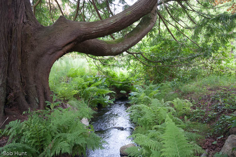 Babbling Brook