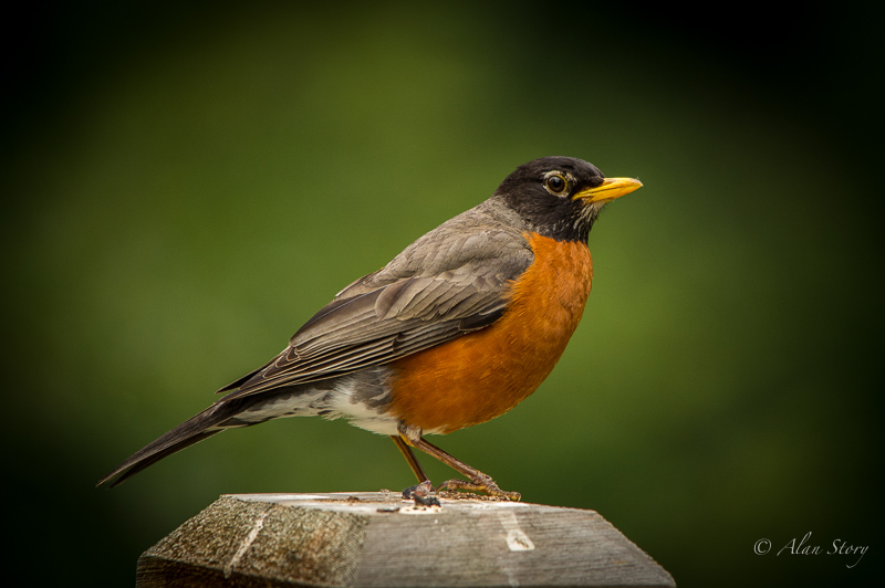 Robin Robin Red Breast.jpg