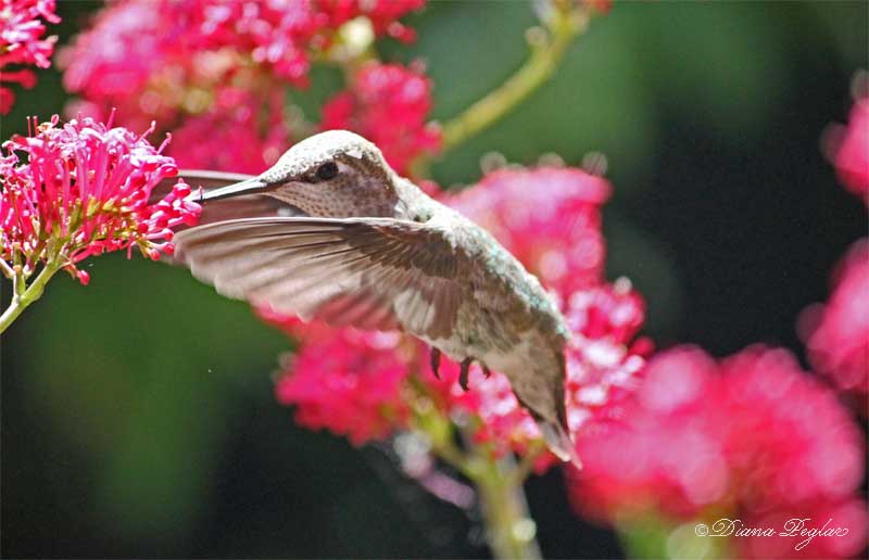 hummingbird1