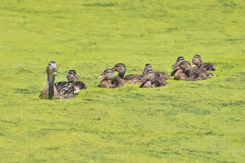 Family Outing