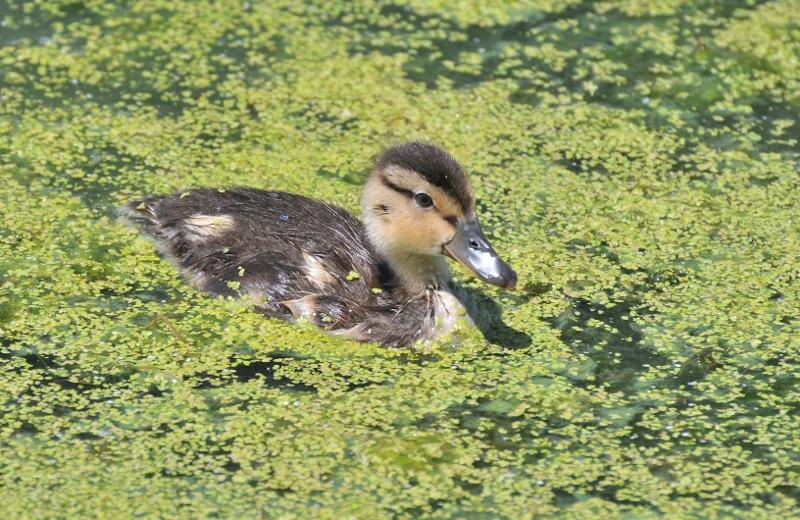 Duckling