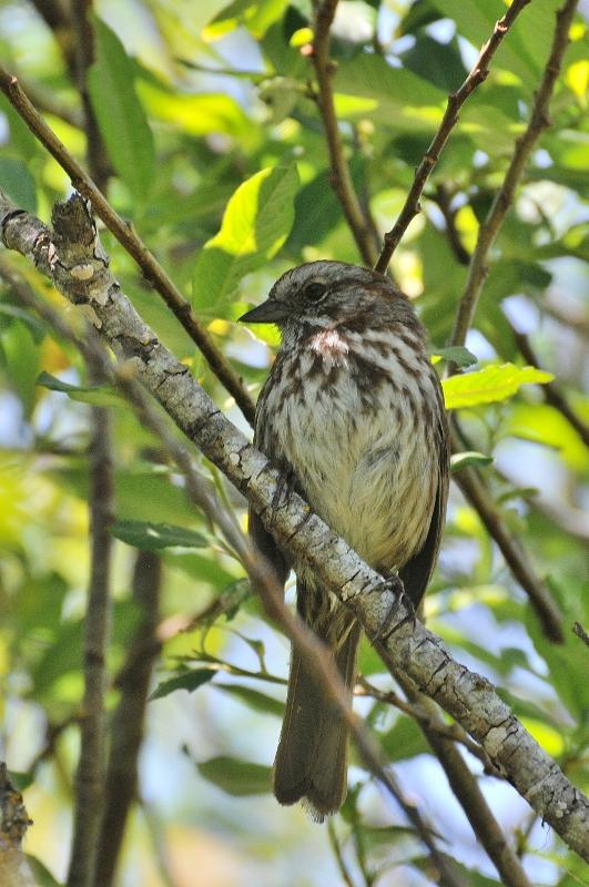 Chipping Sparrow