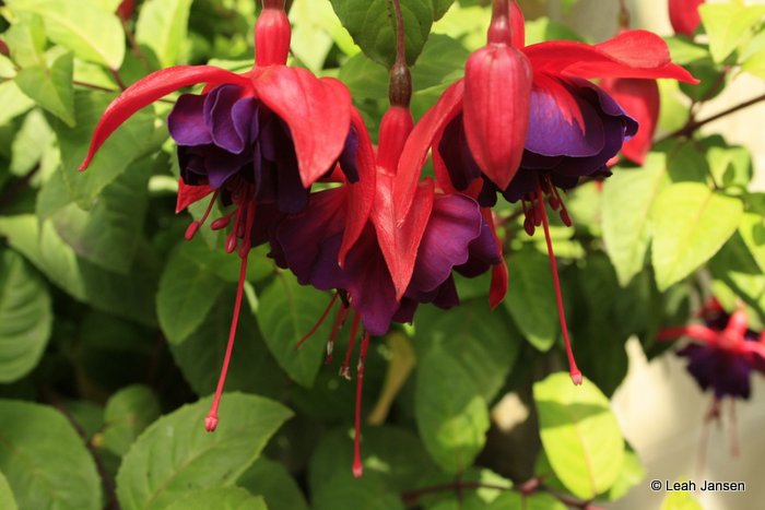 fuschia