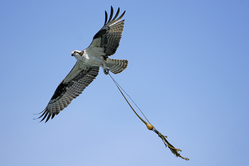 Osprey Veggie