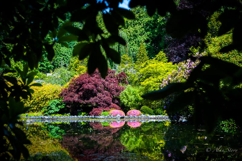 Pond at the Japanese Gardens Hatley Castle.jpg