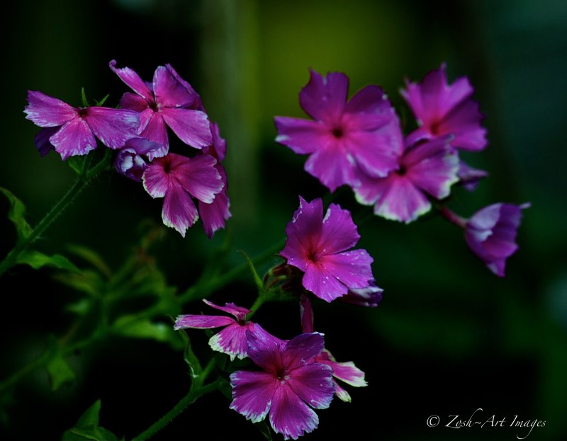 Pinks in Basket 