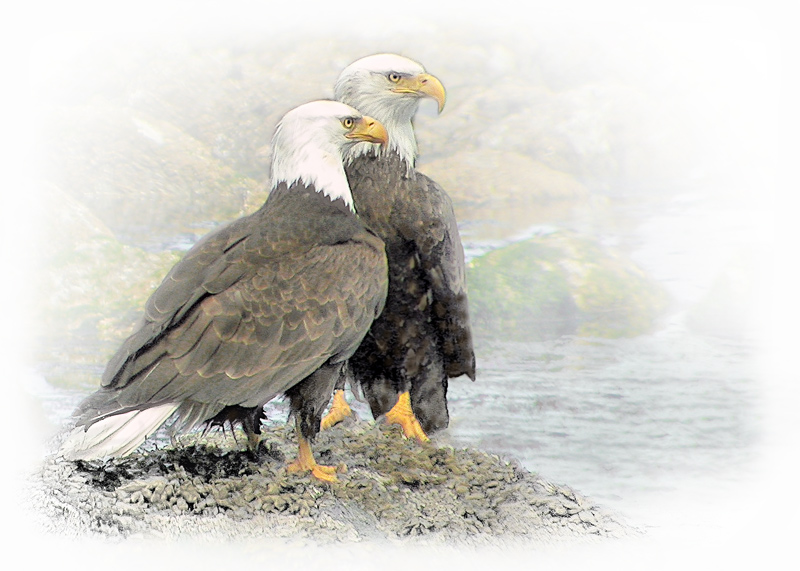 Eagle Couple