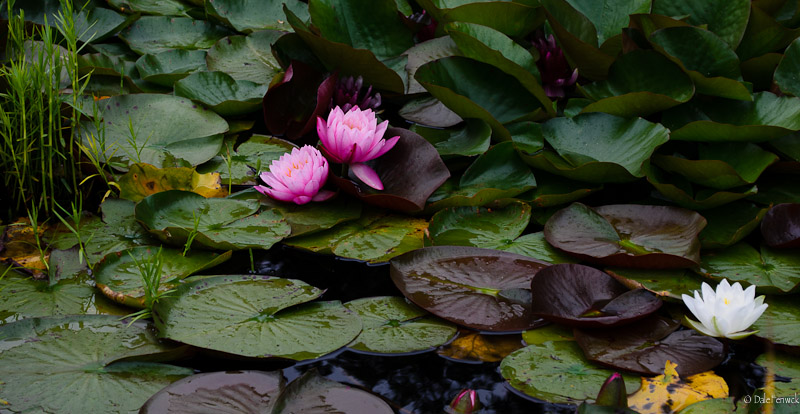 Colourful Little Pond