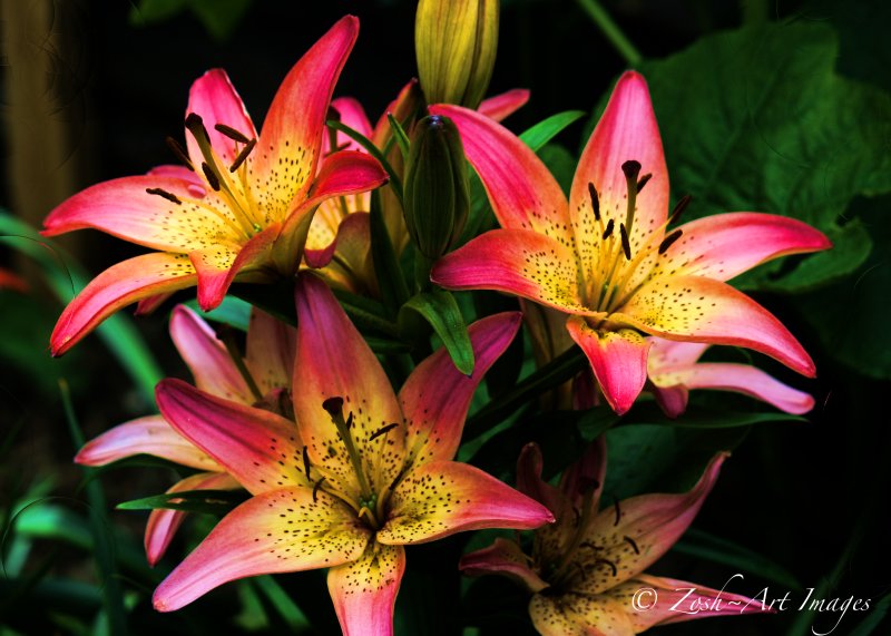 2 Toned Lilies