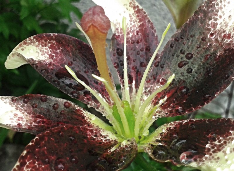 Stamens Chocolate Lily