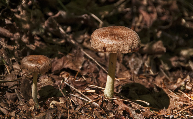 Mahogany Mushrooms