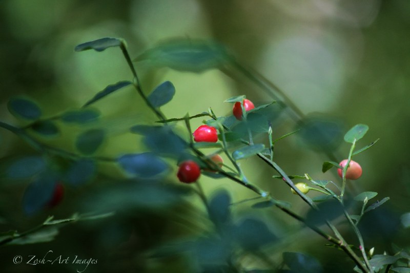 Huckleberry Heaven