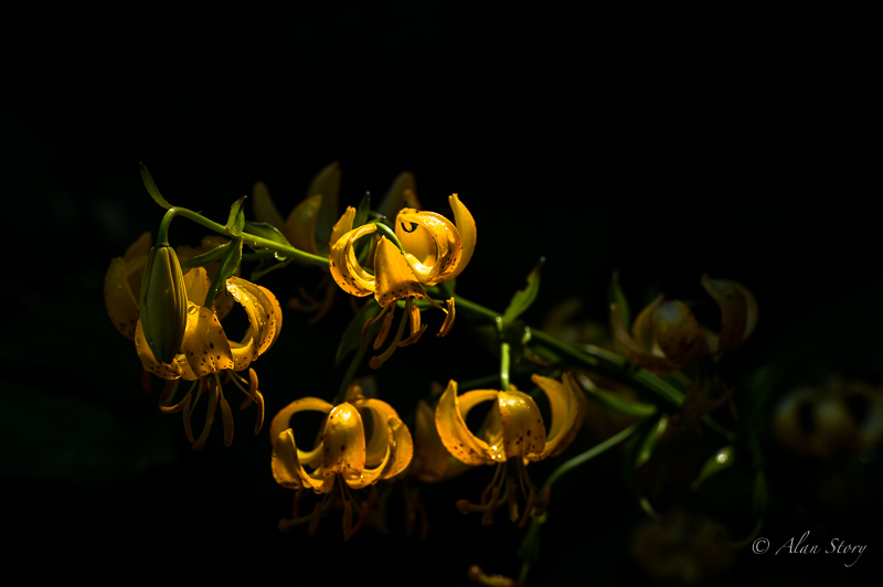 Lilies in the shade.jpg