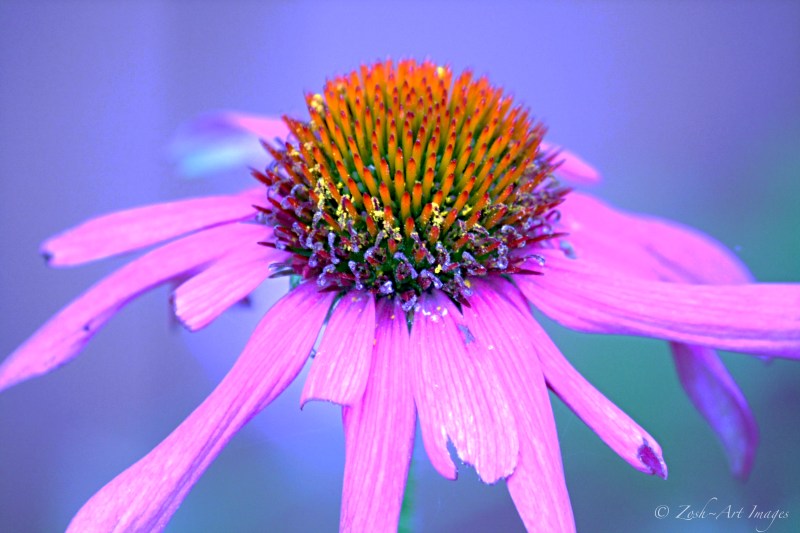 A Proud & Tattered Echinacea Blossom