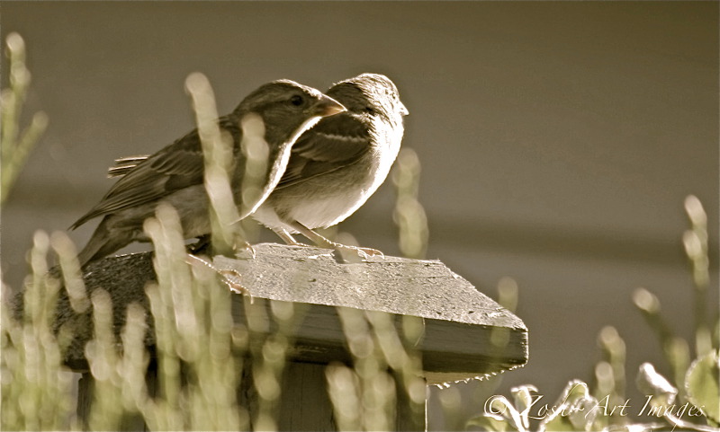 Camera shy Bird 